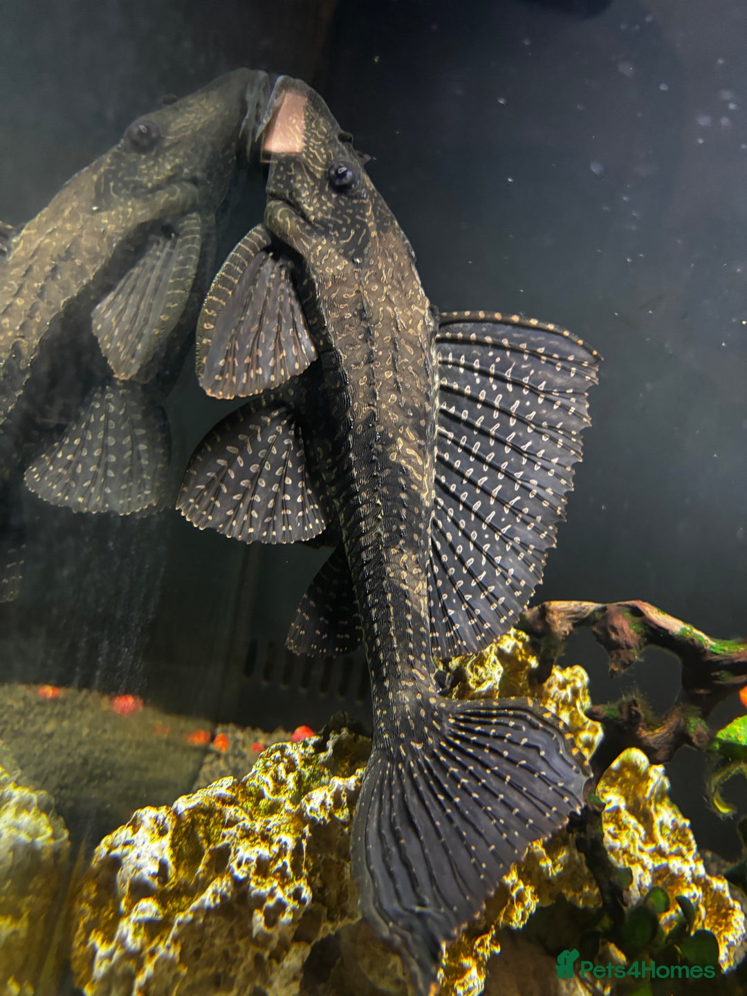 Catfish fish for sale: Fish tank with fish - Advert 7