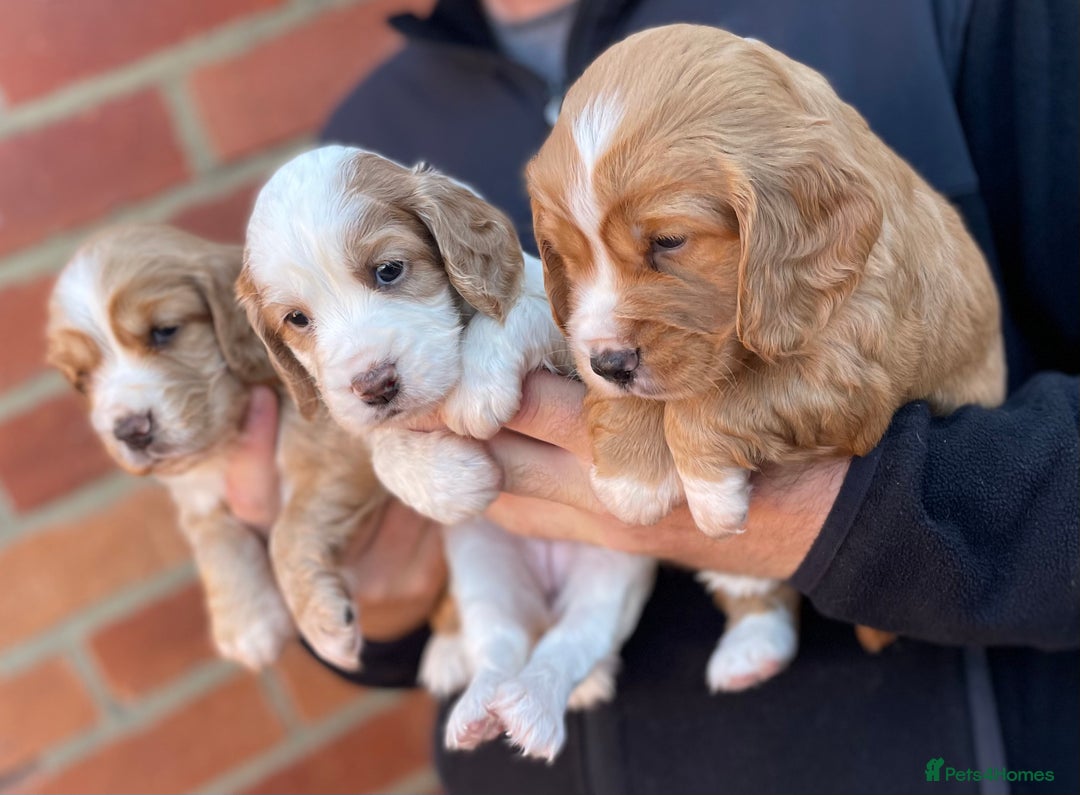 Cocker Spaniel dogs for sale: Health Tested Working Cocker Spaniels - Image 7