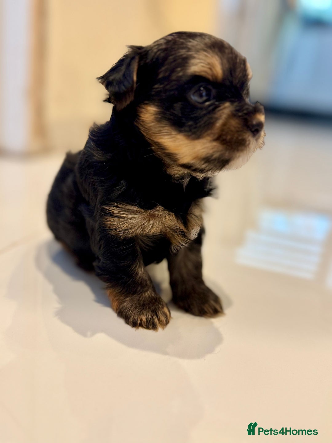 Yorkshire Terrier dogs for sale: original breed yorkshire terrier  - Image 4