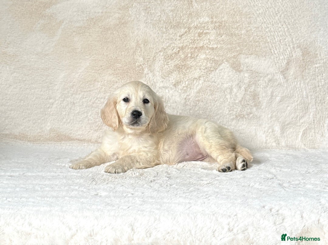 Golden Retriever dogs for sale: Stunning golden retriever puppies for sale  - Image 7