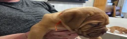 Dogue De Bordeaux dogs for sale: Dogue Du Bordeaux Puppies for Sale - Advert 11
