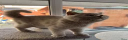 British Shorthair cats for sale: STUNNING GCCF ACTIVE LILAC KITTEN in Weston-super-Mare - Advert 6