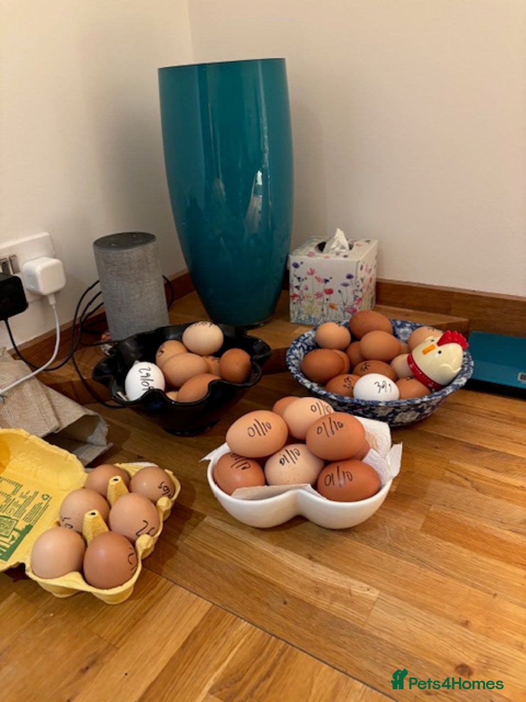 Hens poultry for sale: 10 Laying hens for sale - Image 5