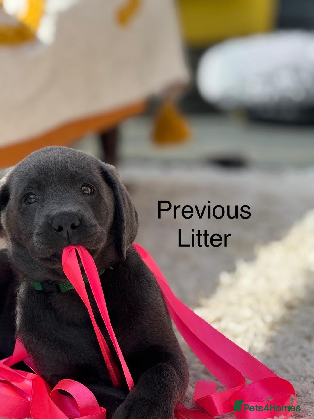 Labrador Retriever dogs for sale: Just a beautiful litter - Advert 10