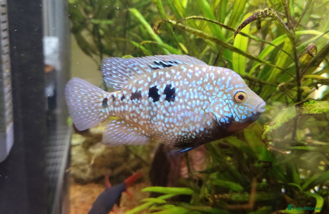 Other/Mixed Breed fish for sale: Blue Texas Cichlid & Platinum Polar Parrot Cichlid - Image 2