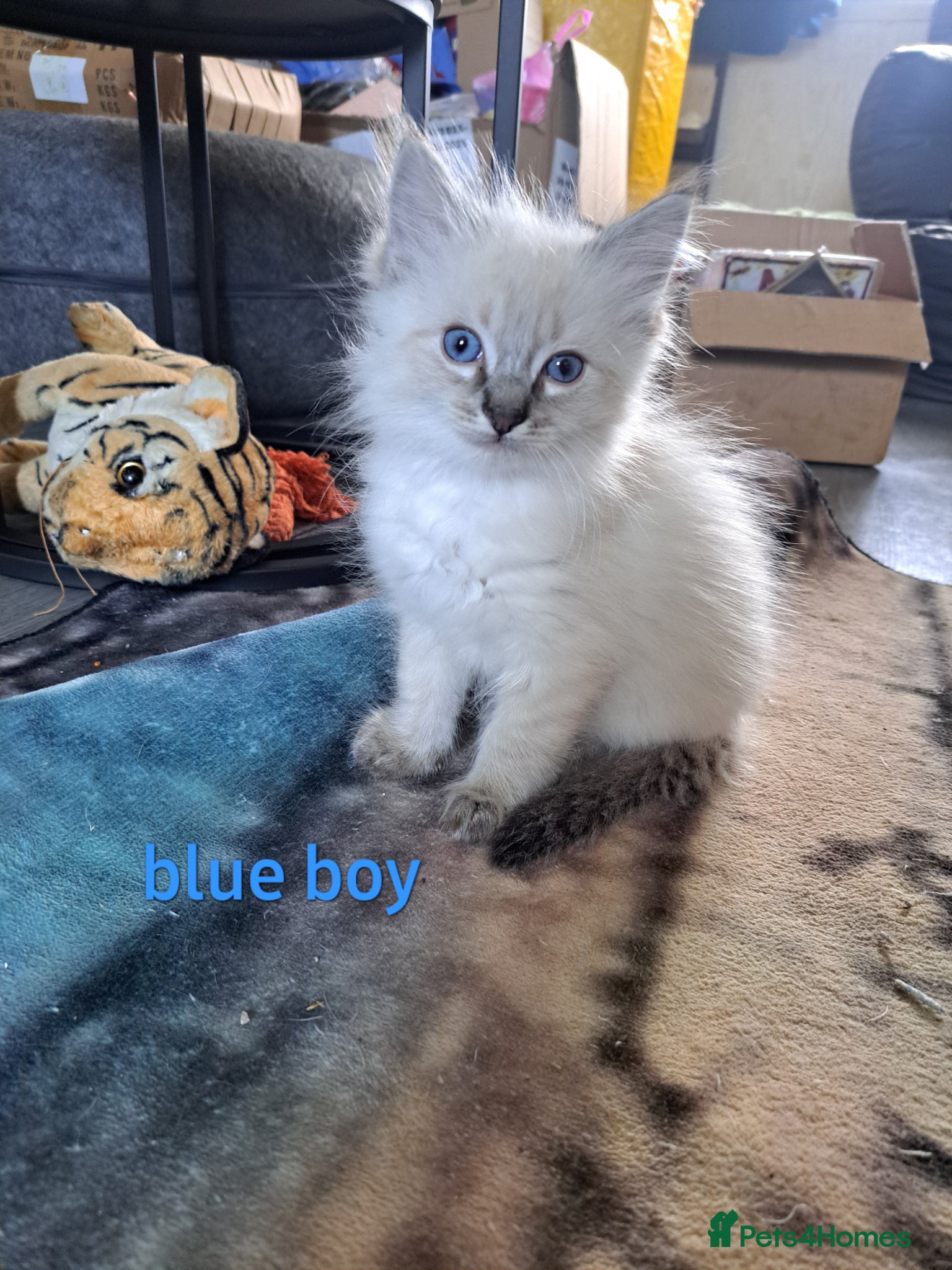 Ragdoll cats 3 beautiful kittens 💙💜 - Advert 14