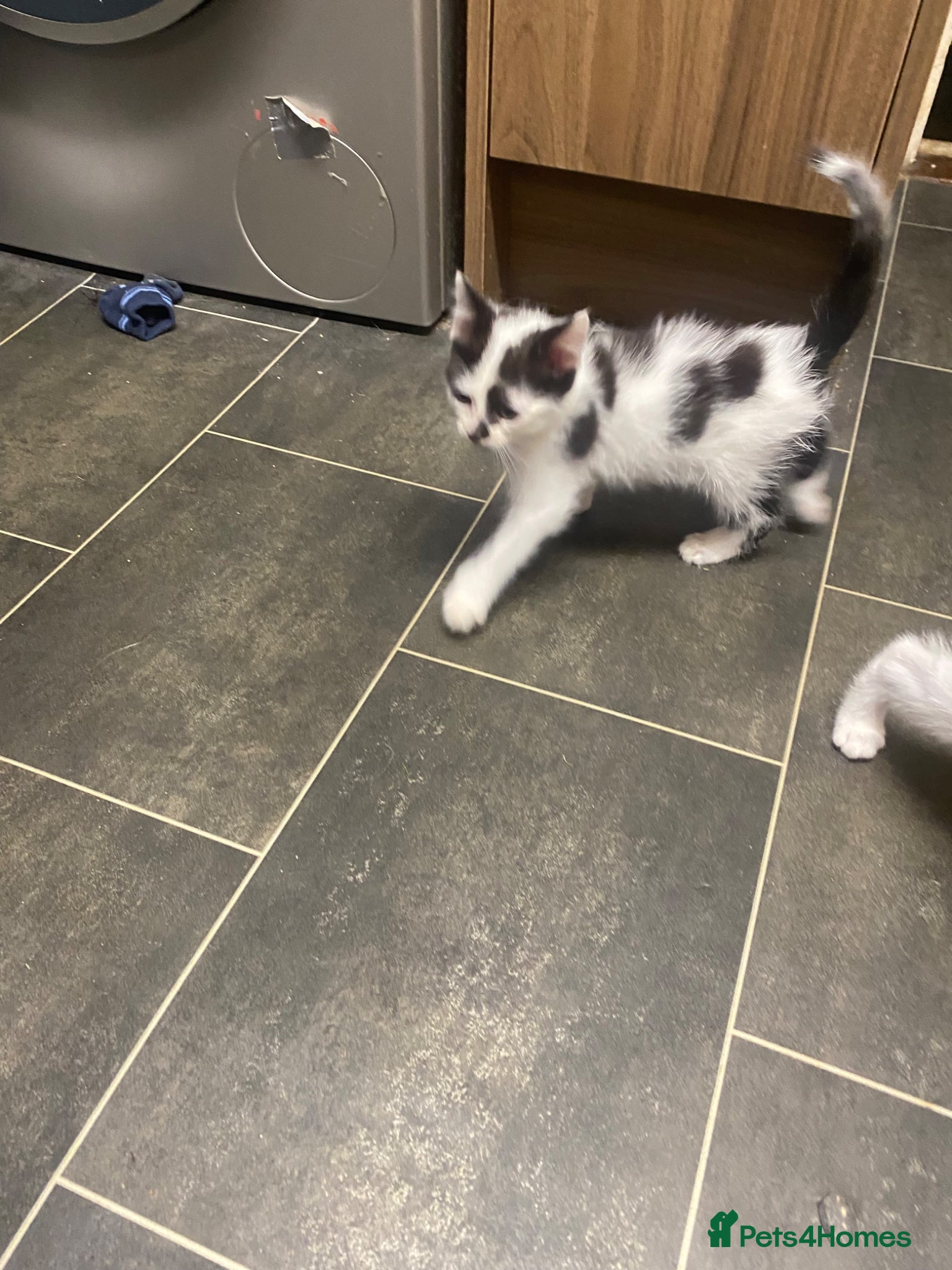 Mixed Breed cats Kittens  - Advert 2