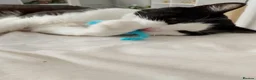 Domestic Shorthair cats for sale: Adorable Jake - Advert 6
