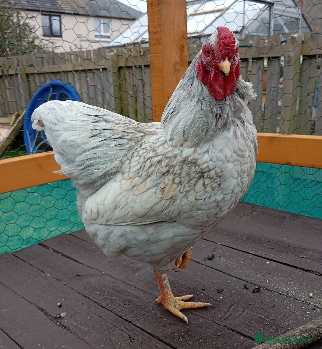 Chickens poultry for sale: Wyandotte bantam cockerel in Linlithgow - Advert 2