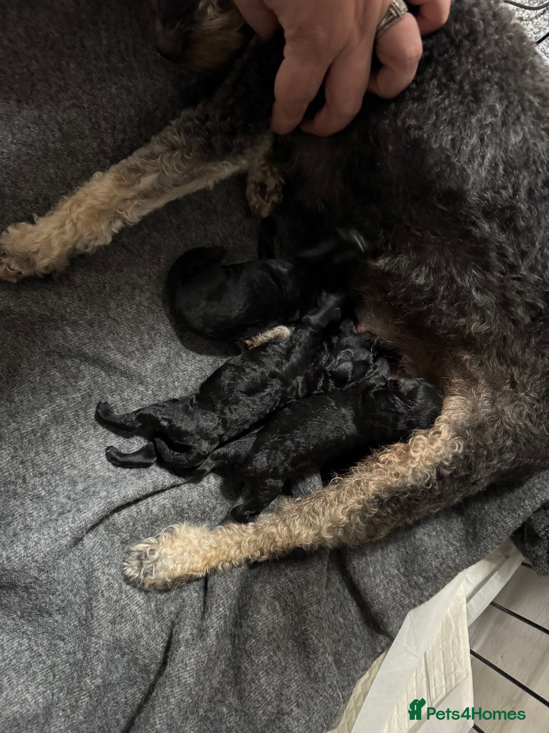 Toy Poodle dogs for sale: Champion bloodline toys - Image 2