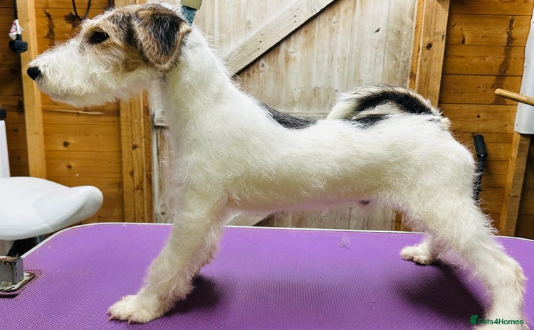 Fox Terrier dogs - Advert 2