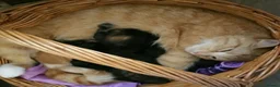 Mixed Breed cats for sale: Pretty Litter of Mixed Breed Kittens 🐱 - Advert 1