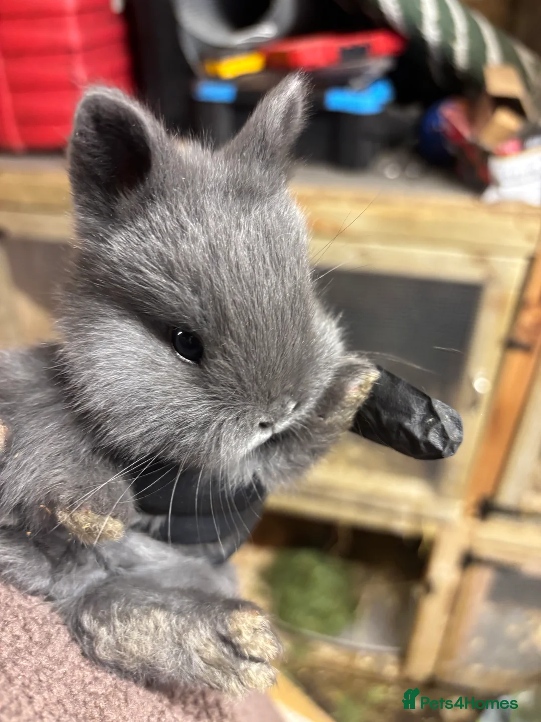 Mini Lop rabbits for sale: Pick up 4/4/26Purebred Violet-blue velvet Holicier - Advert 2