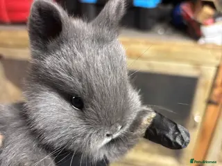 Mini Lop rabbits Purebred Violet-blue velvet Holicier - Advert 1