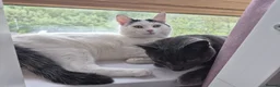 Russian Blue cats for sale: 2 Beautiful natured cats for sale  - Advert 3