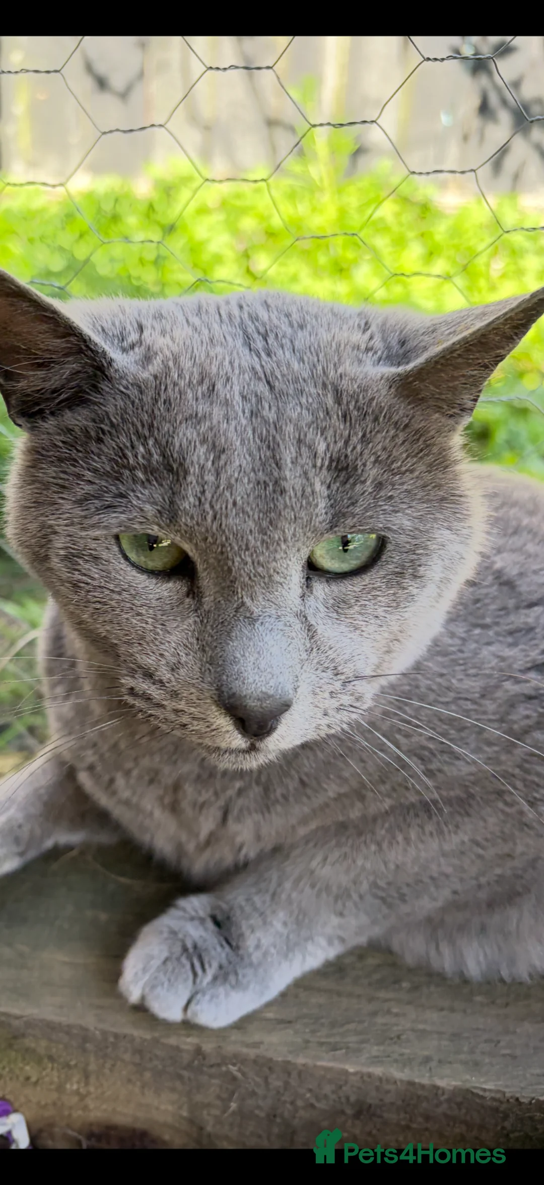 Russian Blue cats for sale: 6 Stunning GCCF Russian Blue Kittens 🐾  - Advert 2