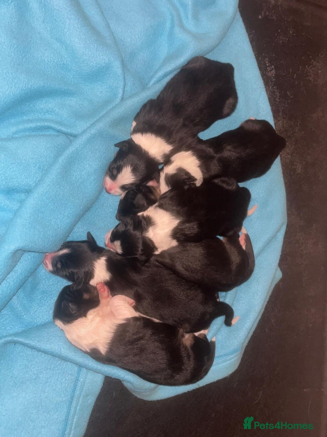 Border Collie dogs for sale: 6 beautiful tri border collie pups for sale  - Advert 2