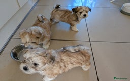 Mixed Breed dogs for sale: Lhasa Apso puppies in Kent - Image 18