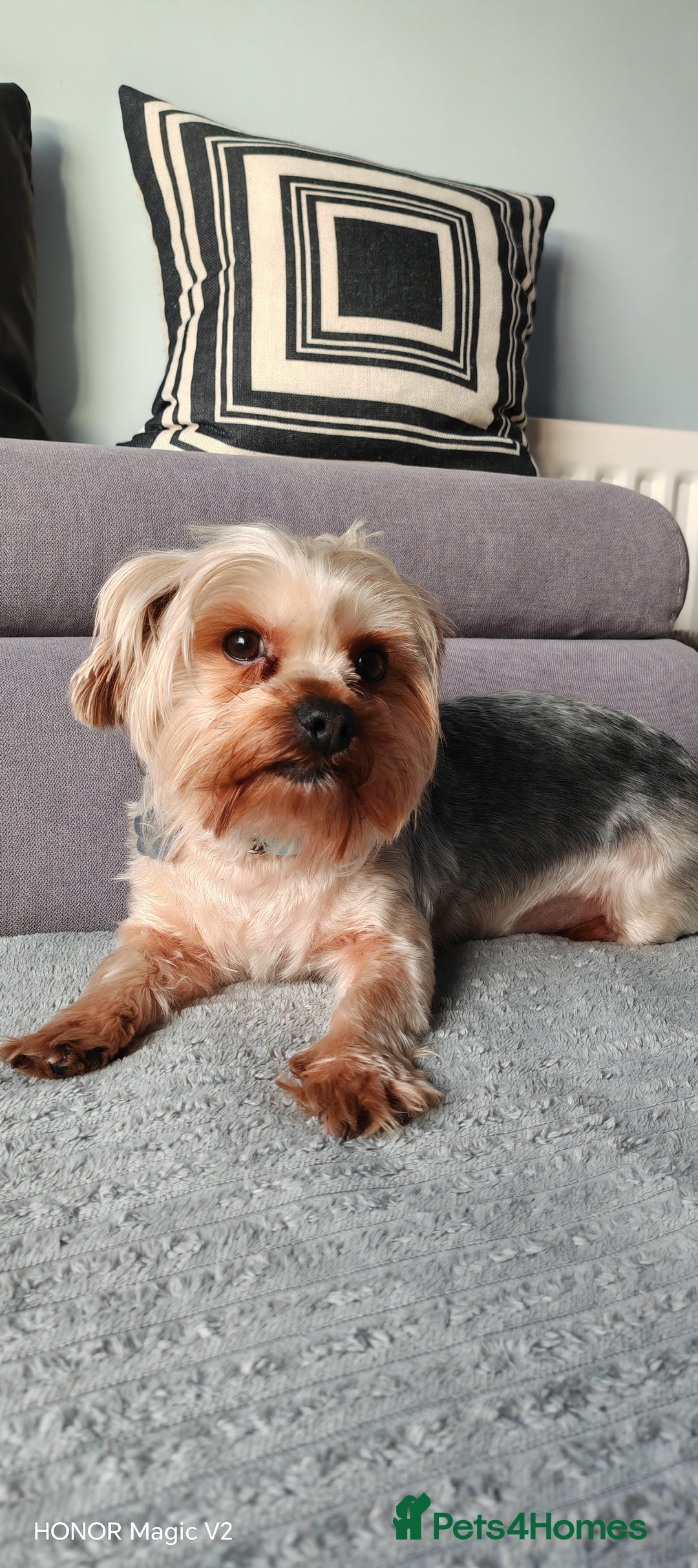 Yorkshire Terrier dogs for sale: 2 year old Yorkshire Terrier Male - Advert 3