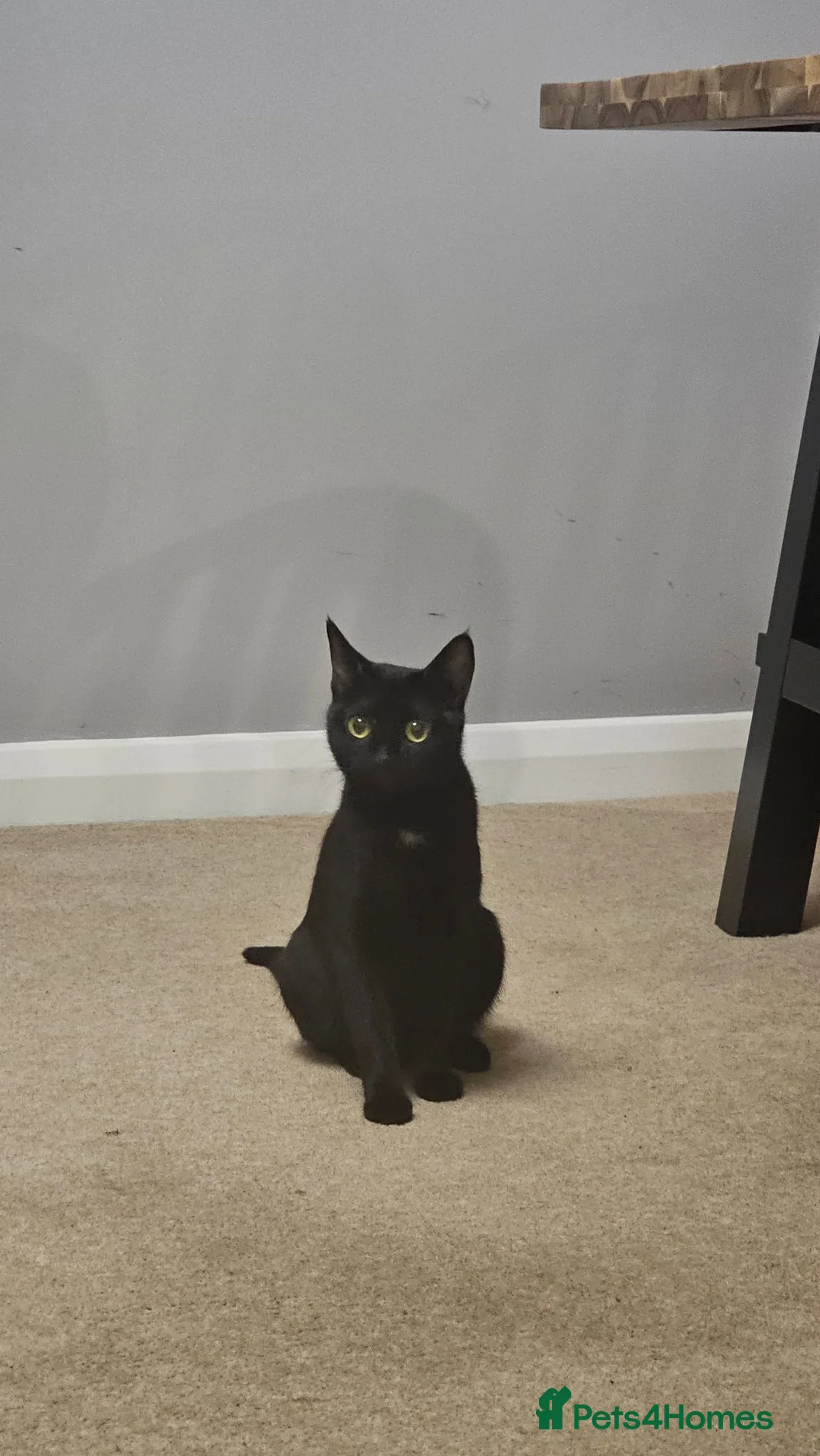 Mixed Breed cats for sale: Kittens for adoption  in Lytham Saint Annes - Advert 1