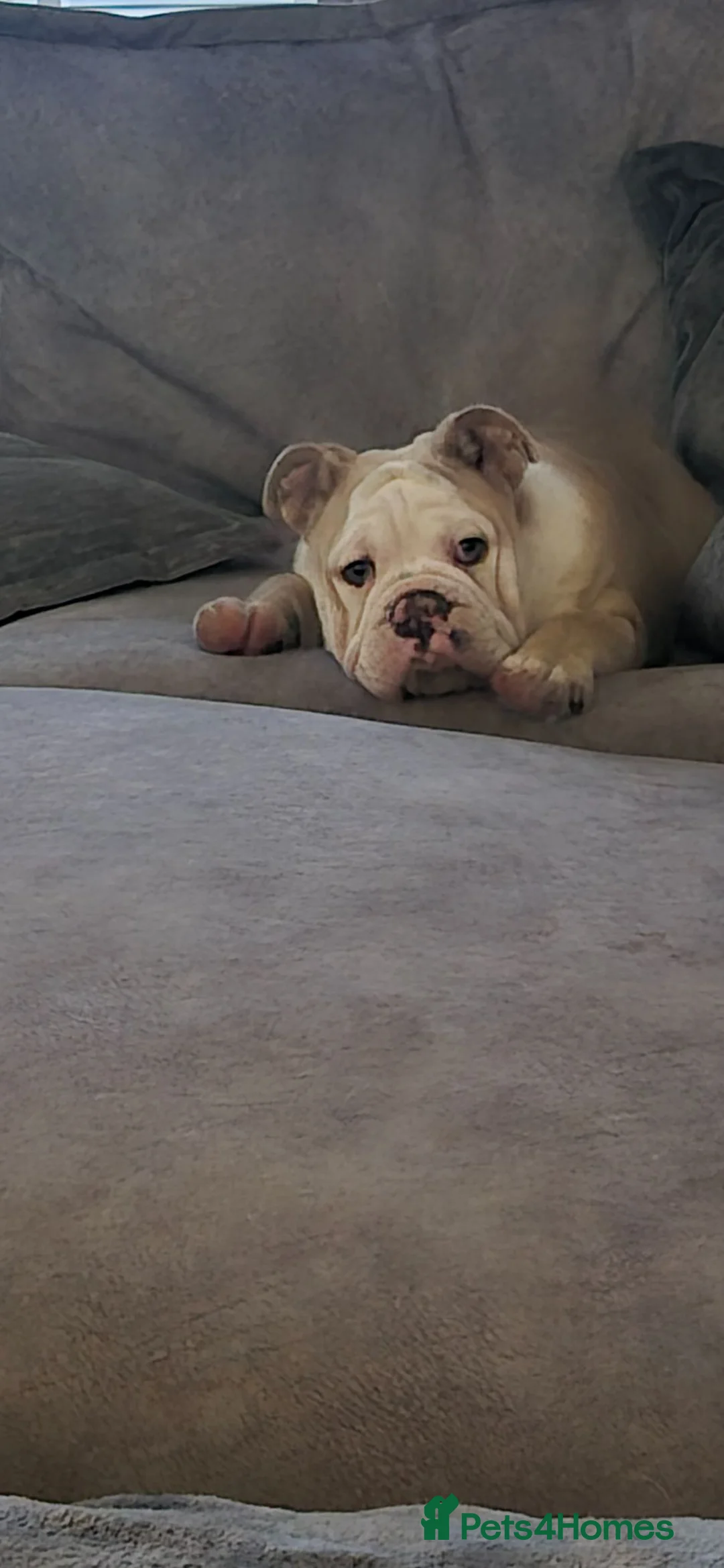 English Bulldog dogs for sale: Bruce the bull dog - Advert 2