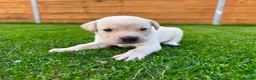 Labrador Retriever dogs for sale: KC Registered Labrador Babies 🐾🐾🐾 - Advert 26