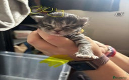 Maine Coon cats for sale: Maine coon cross  - Image 18