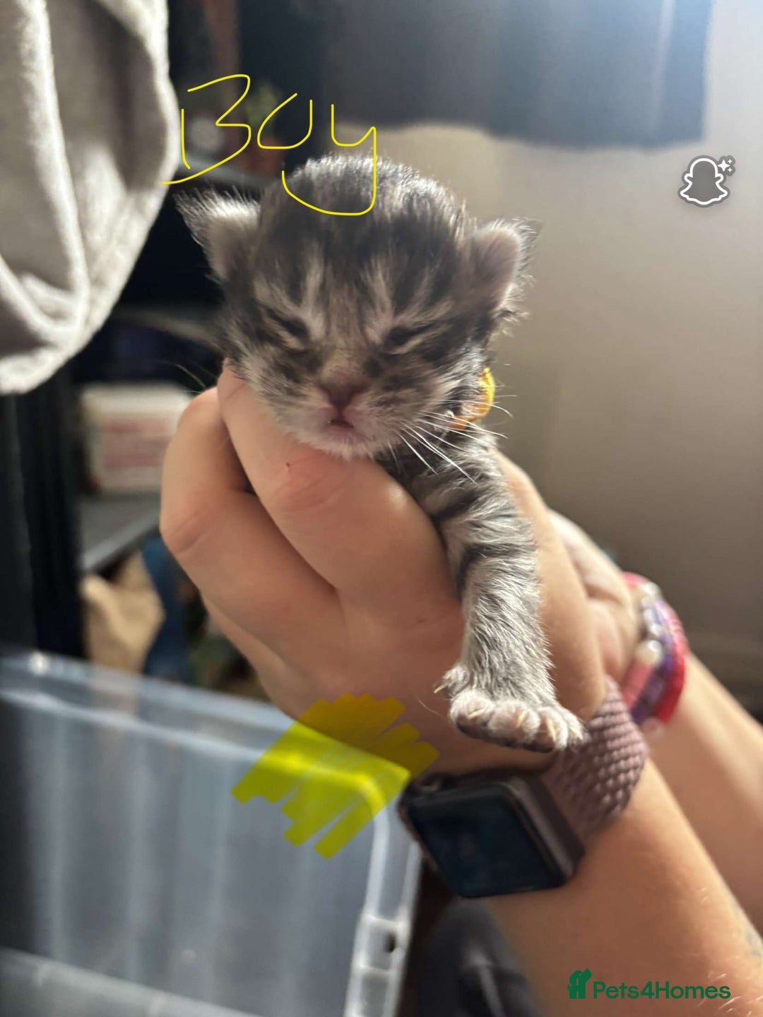 Maine Coon cats for sale: Maine coon cross  - Image 18