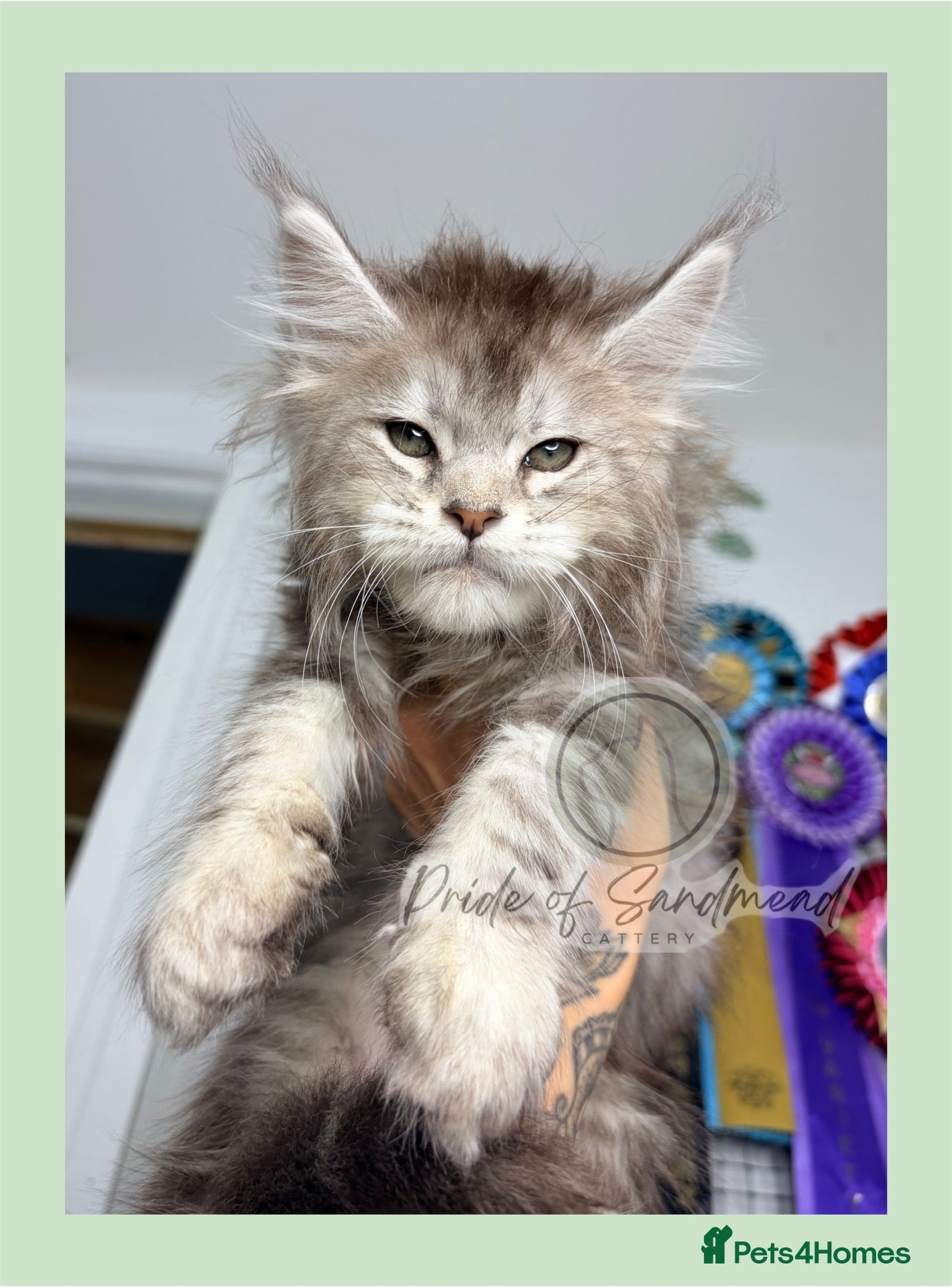 Maine Coon cats for sale: Family Raised Russian Maine Coons - Advert 11