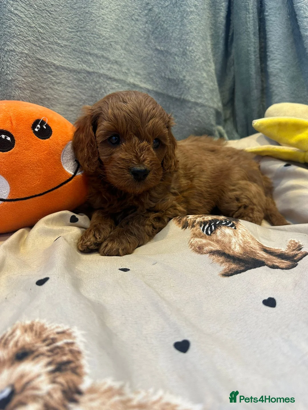 Cavapoo dogs for sale: 🌟 Beautiful Cavapoo Puppies  🌟 - Advert 2