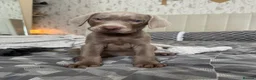 Labrador Retriever dogs for sale: Ready to leave 3 girls KC Silver Labrador puppies  - Advert 27