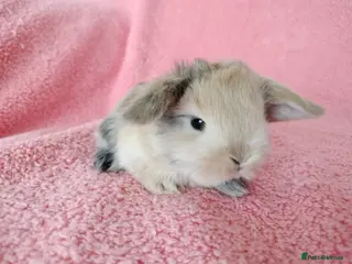 Mini Lop rabbits Baby mini lops for sale - Advert 3