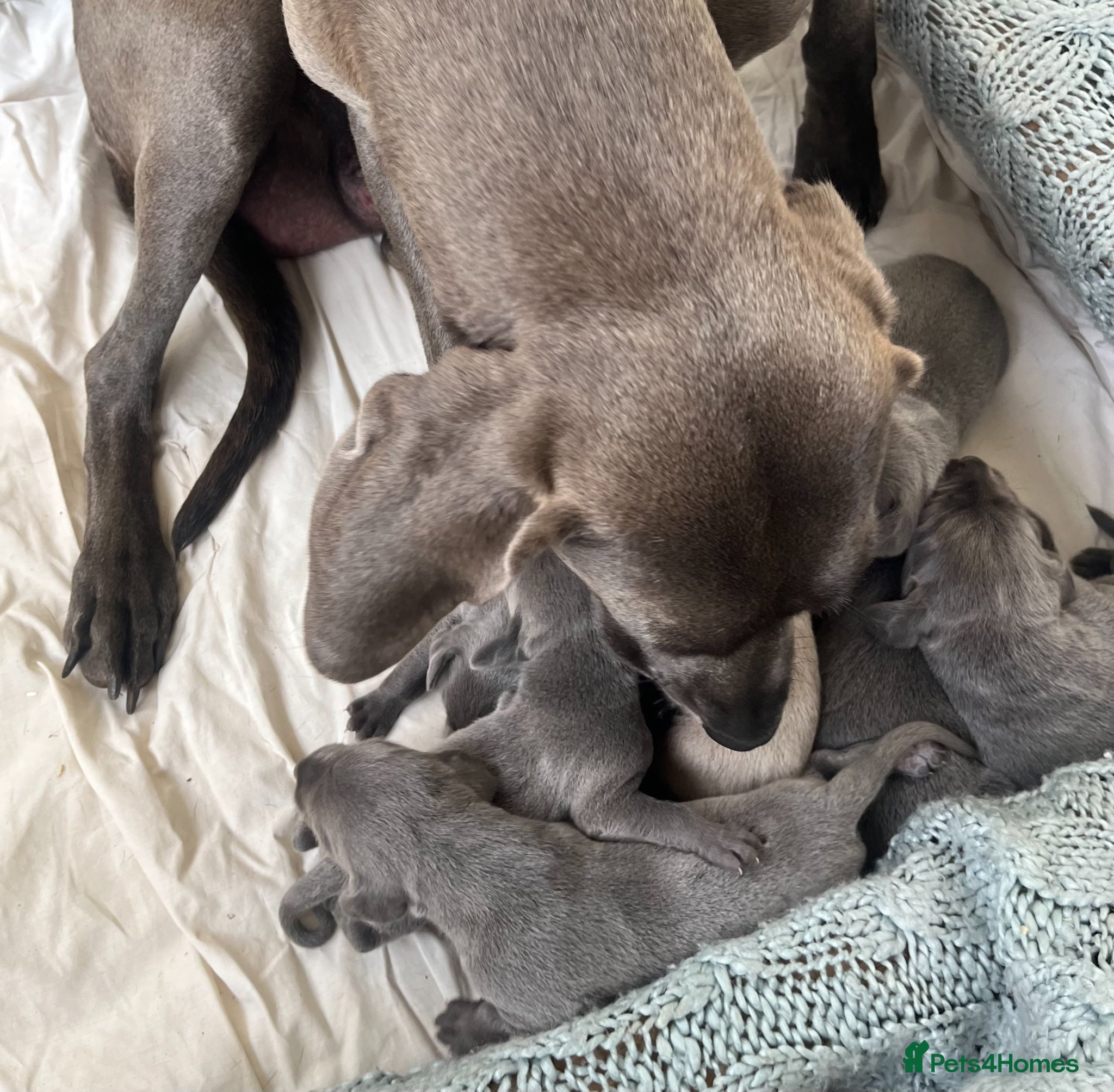 Weimaraner dogs for sale: BLUE and SILVER Purebred pups from KC reg Weims - Advert 14