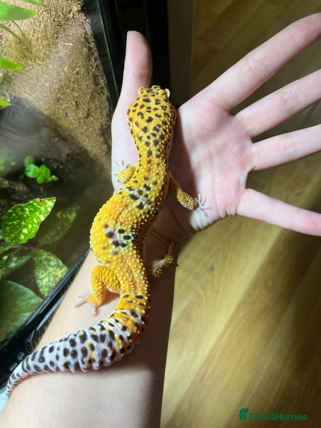 Leopard Gecko reptiles for sale: male and female leopard geckos plus tanks - Advert 1