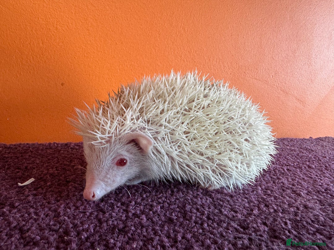 Pygmy Hedgehog rodents for sale: Pretty baby African Pygmy hedgehogs for sale - Advert 8