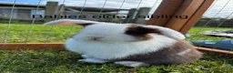 Mini Lop rabbits for sale: Beautiful Mini Lop Babies – Cornwall 🐰❤️ - Advert 11