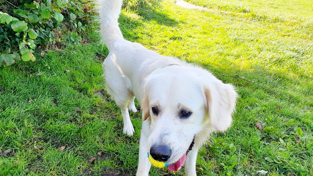 Golden Retriever dogs for stud: Stunning cream Golden Retriever for STUD in Lancaster - Advert 8