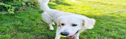 Golden Retriever dogs for stud: Stunning cream Golden Retriever for STUD - Advert 8
