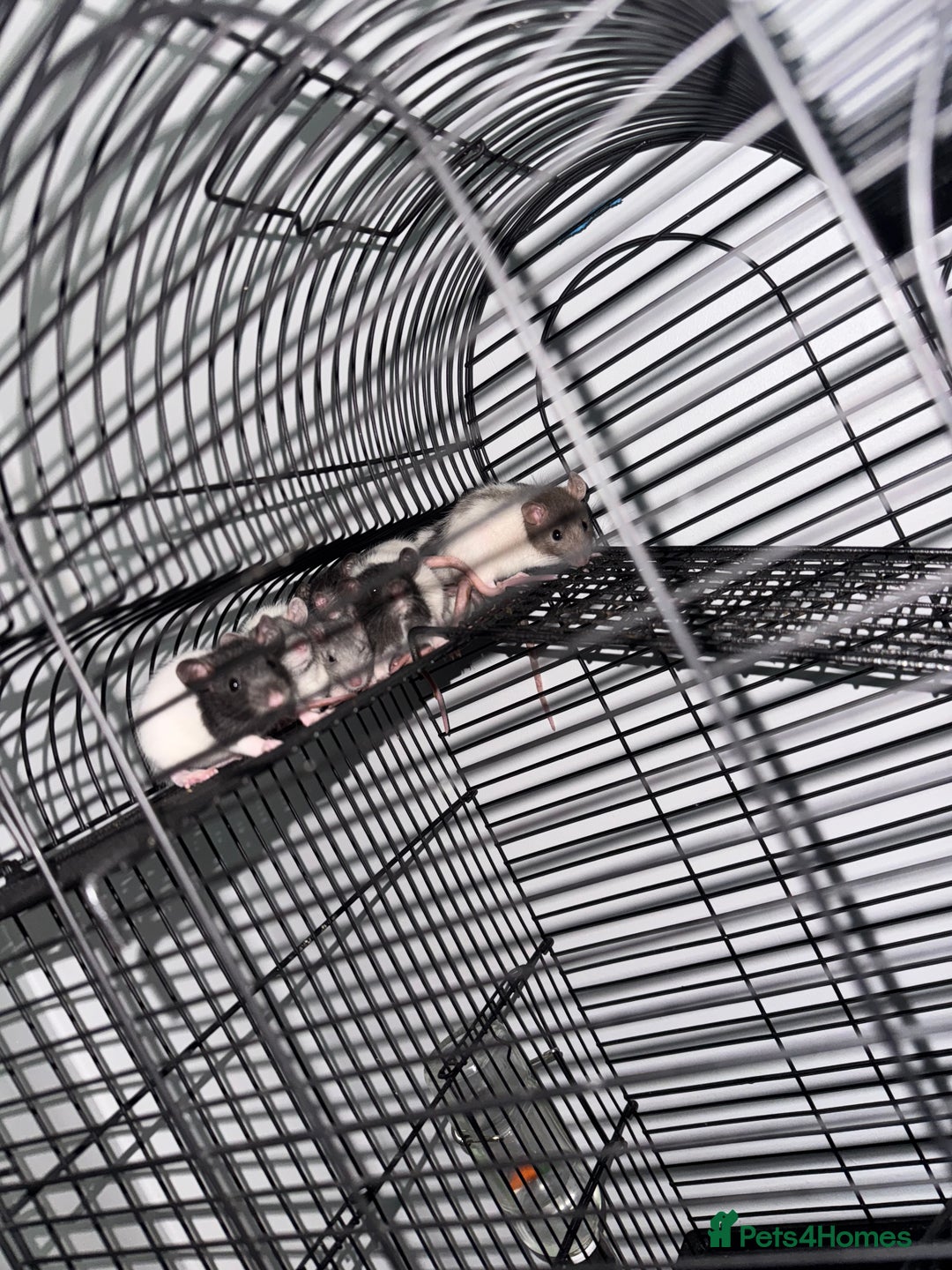Rat rodents for sale: Fancy rats  - Image 2