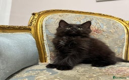 Maine Coon cats for sale: Maine Coon Kittens with Elite Heritage 🌟🌟🌟🌟🌟 - Image 30