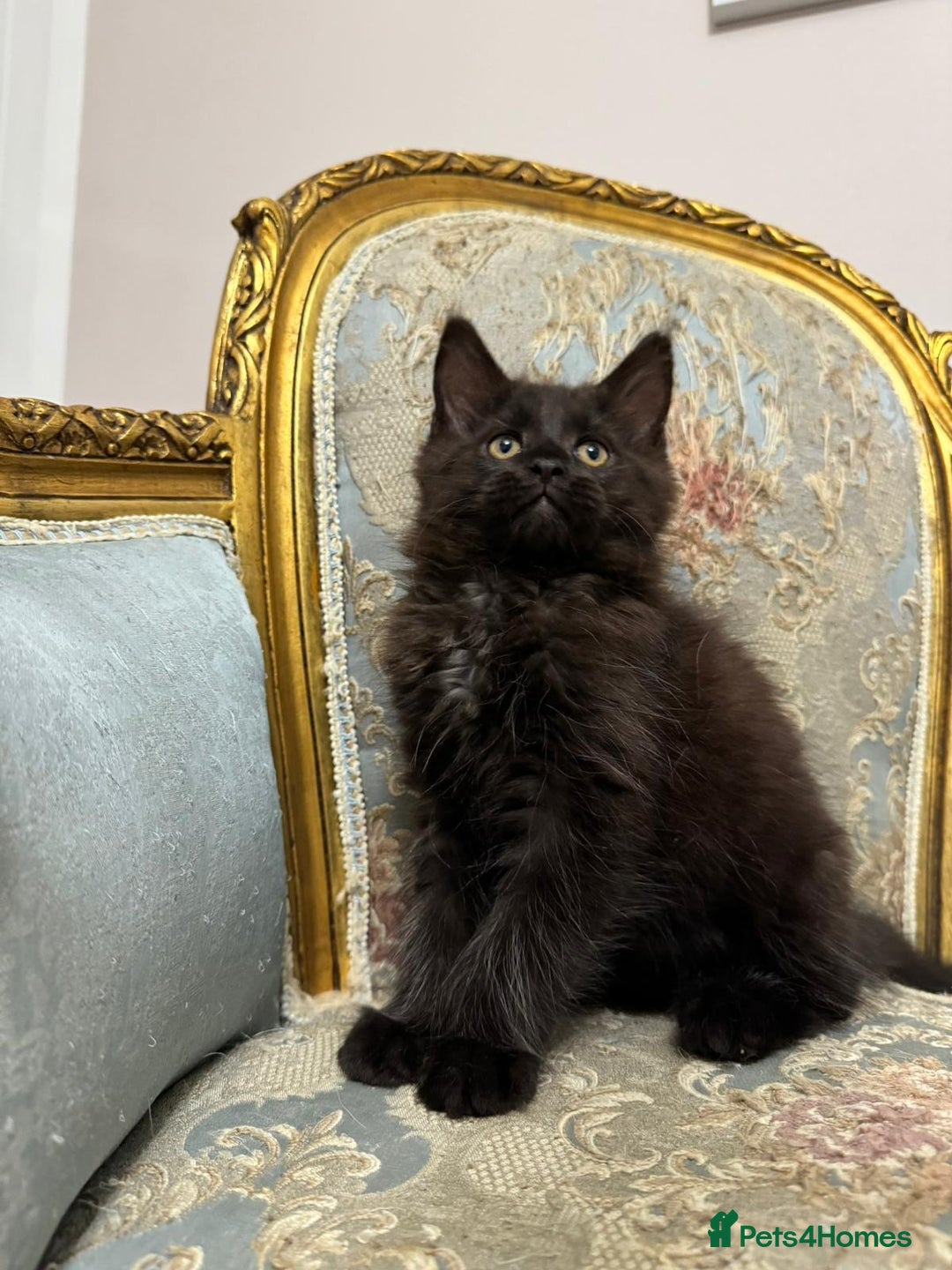 Maine Coon cats for sale: Maine Coon Kittens with Elite Heritage 🌟🌟🌟🌟🌟 - Image 30