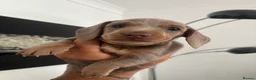 Dachshund dogs for sale: 4 Beautiful Miniature Dachshunds  - Advert 5