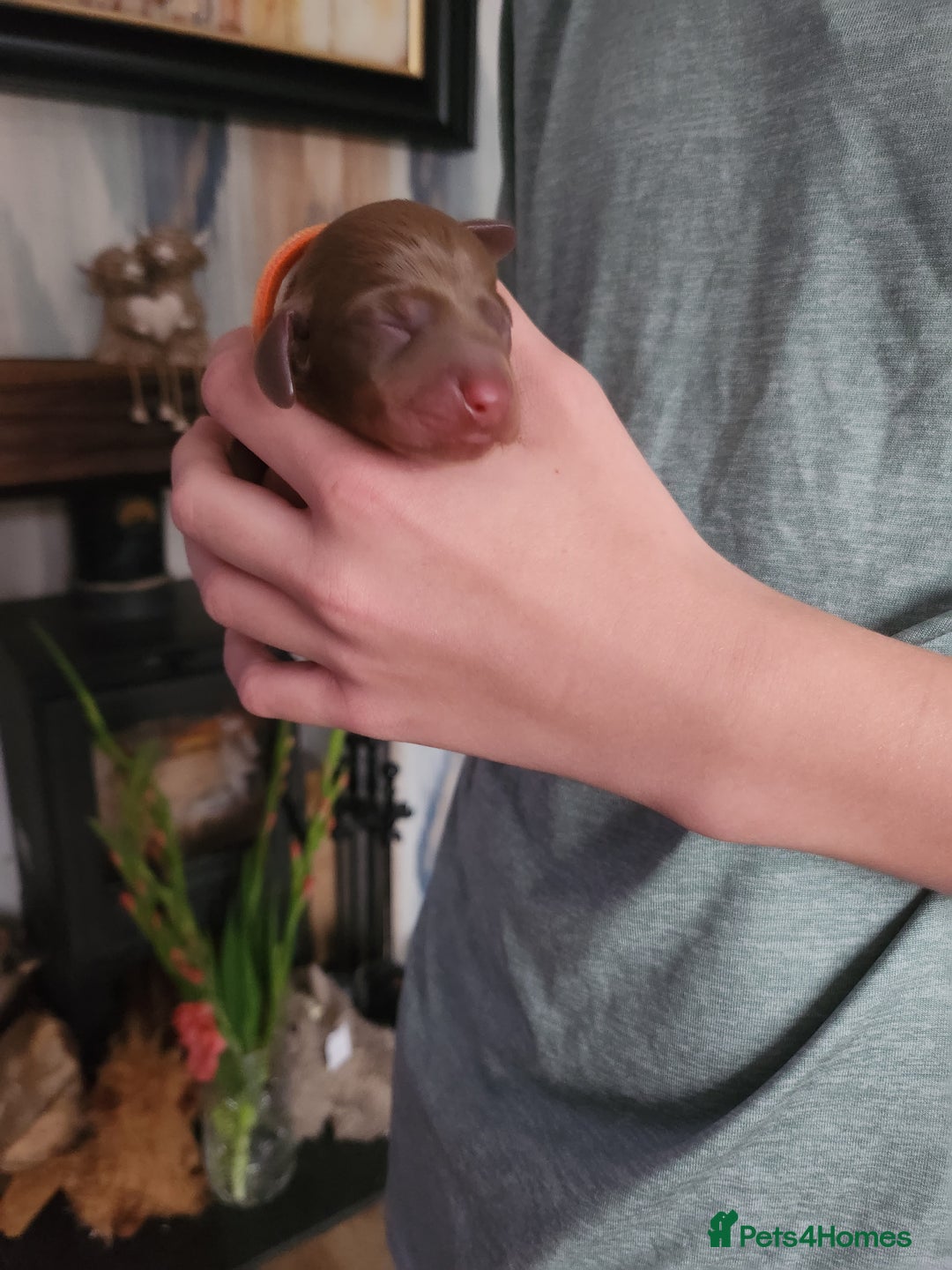 Miniature Dachshund dogs for sale: Chocolate and Tan mini dachshund  - Image 14