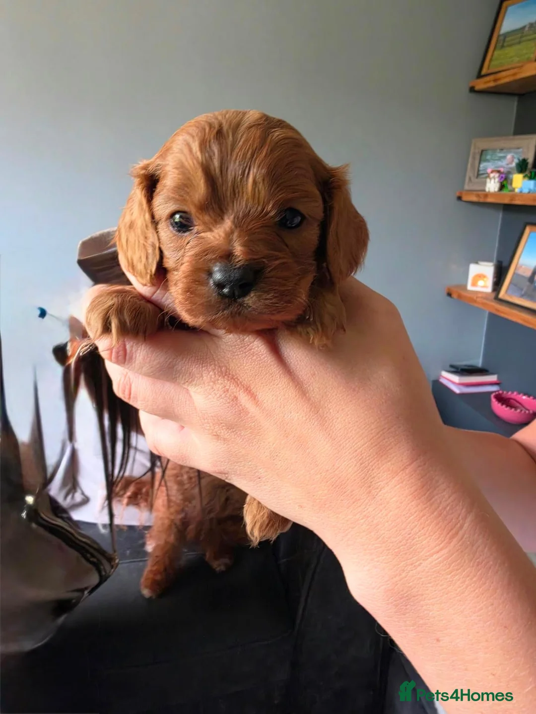 Cavapoo dogs for sale: Urgent Sale Cavapoo Male in Leicester - Advert 1