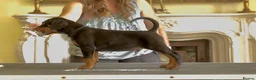 Dobermann dogs for sale: READY NOW- Outstanding KC Dobermann Pups🇧🇷 - Advert 23