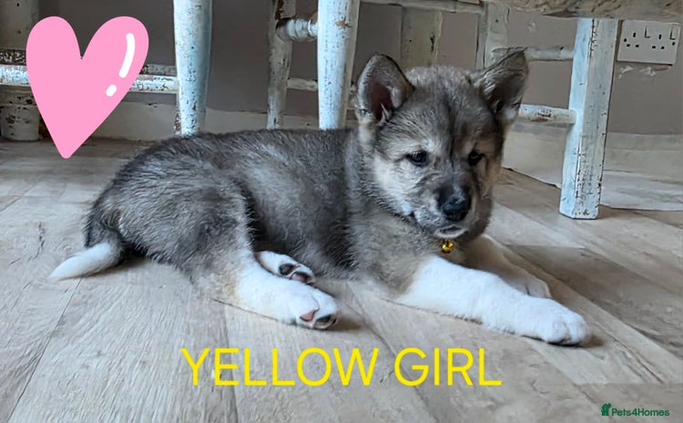 Akita dogs - Advert 1