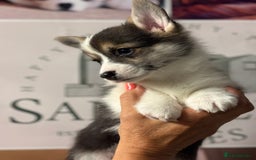 Welsh Corgi Pembroke dogs for sale: Pedigree, health tested parents, licensed breeder - Image 2