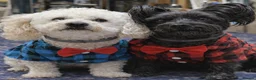 Mixed Breed dogs for sale: Possible puppies available-LOVING HOMES ONLY in Basildon - Advert 2