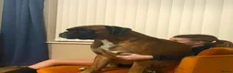 Boxer dogs for sale: Boxer Puppies Ready soon - Advert 2