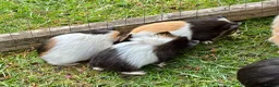 Guinea Pig rodents for sale: Baby Guinea Pigs for sale - Advert 5